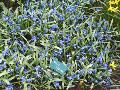 Siberian Squill / Scilla siberica